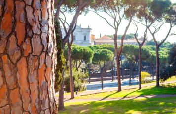 La normativa per l�abbattimento degli alberi ad alto fusto