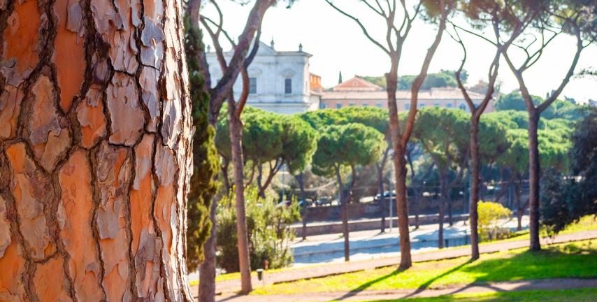 La normativa per l�abbattimento degli alberi ad alto fusto