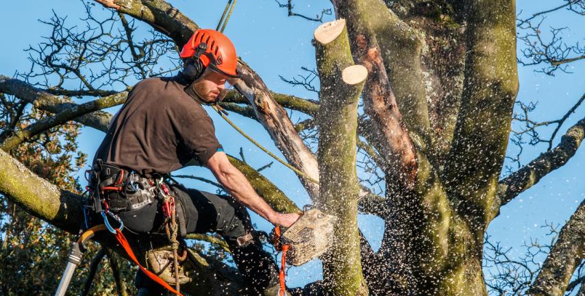 Le tecniche per l�abbattimento degli alberi inclinati